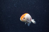 Baby Ranchu  Red White 2.5 Inch (ID#1210R9c-49) Free2Day SHIPPING