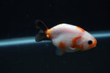 Baby Ranchu  Sakura 3 Inch (ID#1227R9c-33) Free2Day SHIPPING