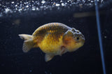 Ranchu  Red Black 3 Inch (ID#307R8c-59) Free2Day SHIPPING