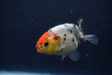 Juvenile Ranchu  Calico 3.5 Inch (ID#1224R9b-55) Free2Day SHIPPING