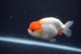 Juvenile Lionchu  Red White 3.5 Inch (ID#1231R11a-14) Free2Day SHIPPING