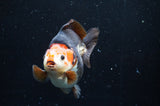 Ryukin  Tricolor 3.5 Inch (ID#408Ry1a-109) Free2Day SHIPPING