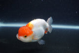 Juvenile Lionchu  Red White 3.5 Inch (ID#1231R11a-14) Free2Day SHIPPING