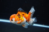 Juvenile Thai Oranda  Tricolor 3.5 Inch (ID#1112To13b-91) Free2Day SHIPPING