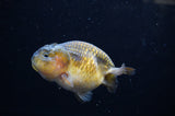 Ranchu  Red Black 3 Inch (ID#307R8c-59) Free2Day SHIPPING