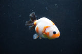 Baby Ranchu  Sakura 3 Inch (ID#1227R9c-33) Free2Day SHIPPING