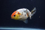 Juvenile Ranchu  Calico 3.5 Inch (ID#1224R9b-55) Free2Day SHIPPING