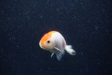 Baby Ranchu  Red White 2.5 Inch (ID#1210R9c-49) Free2Day SHIPPING