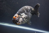 Jumbo Ranchu  Calico 5.5 Inch (ID#1008To10a-107)