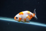 Baby Ranchu  Sakura 3 Inch (ID#1227R9c-33) Free2Day SHIPPING