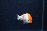 Baby Ranchu  Red White 2.5 Inch (ID#1210R9c-49) Free2Day SHIPPING