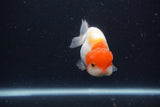 Juvenile Lionchu  Red White 3.5 Inch (ID#1231R11a-14) Free2Day SHIPPING