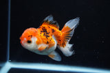 Juvenile Thai Oranda  Tricolor 3.5 Inch (ID#1112To13b-91) Free2Day SHIPPING