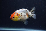 Juvenile Ranchu  Calico 3.5 Inch (ID#1224R9b-55) Free2Day SHIPPING