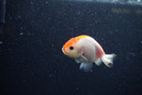 Baby Ranchu  Red White 2.5 Inch (ID#1210R9c-49) Free2Day SHIPPING