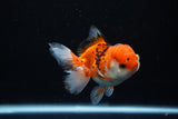 Juvenile Thai Oranda  Tricolor 3.5 Inch (ID#1112To13b-91) Free2Day SHIPPING