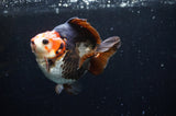 Ryukin  Tricolor 3.5 Inch (ID#408Ry1a-109) Free2Day SHIPPING