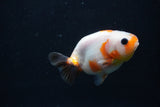 Baby Ranchu  Sakura 3 Inch (ID#1227R9c-33) Free2Day SHIPPING