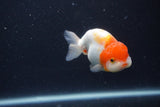 Juvenile Lionchu  Red White 3.5 Inch (ID#1231R11a-14) Free2Day SHIPPING