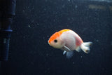 Baby Ranchu  Red White 2.5 Inch (ID#1210R9c-49) Free2Day SHIPPING