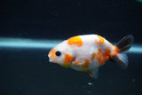 Baby Ranchu  Sakura 3 Inch (ID#1227R9c-33) Free2Day SHIPPING