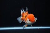 Juvenile Thai Oranda  Tricolor 3.5 Inch (ID#1112To13b-91) Free2Day SHIPPING