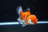 Juvenile Thai Oranda  Tricolor 3.5 Inch (ID#1112To13b-91) Free2Day SHIPPING