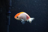 Baby Ranchu  Red White 2.5 Inch (ID#1210R9c-49) Free2Day SHIPPING