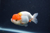 Juvenile Lionchu  Red White 3.5 Inch (ID#1231R11a-14) Free2Day SHIPPING