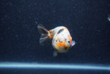 Juvenile Ranchu  Calico 3.5 Inch (ID#1224R9b-56) Free2Day SHIPPING