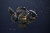 Short Body Thai Oranda  Black 4 Inch (ID#1004To14a-44) Free2Day SHIPPING Please see notes