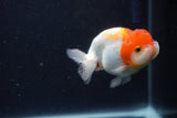 Juvenile Lionchu  Red White 3.5 Inch (ID#1231R11a-14) Free2Day SHIPPING