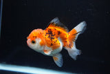 Juvenile Thai Oranda  Tricolor 3.5 Inch (ID#1112To13b-91) Free2Day SHIPPING