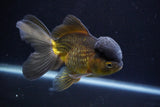 Thai Oranda  Bronze 5 Inch (ID#924To2b-88) Free2Day SHIPPING