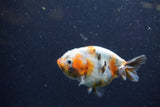 Juvenile Ranchu  Calico 3.5 Inch (ID#1224R9b-56) Free2Day SHIPPING