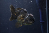 Short Body Thai Oranda  Black 4 Inch (ID#1004To14a-44) Free2Day SHIPPING Please see notes