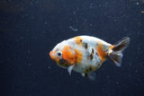 Juvenile Ranchu  Calico 3.5 Inch (ID#1224R9b-56) Free2Day SHIPPING