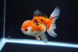 Juvenile Thai Oranda  Tricolor 3.5 Inch (ID#1112To13b-91) Free2Day SHIPPING