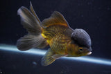 Thai Oranda  Bronze 5 Inch (ID#924To2b-88) Free2Day SHIPPING