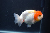 Juvenile Lionchu  Red White 3.5 Inch (ID#1231R11a-14) Free2Day SHIPPING