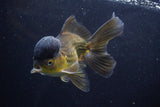 Thai Oranda  Bronze 5 Inch (ID#924To2b-88) Free2Day SHIPPING