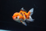 Juvenile Thai Oranda  Tricolor 3.5 Inch (ID#1112To13b-91) Free2Day SHIPPING