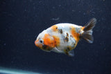 Juvenile Ranchu  Calico 3.5 Inch (ID#1224R9b-56) Free2Day SHIPPING