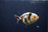 Juvenile Ranchu  Calico 3.5 Inch (ID#1224R9b-56) Free2Day SHIPPING