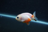 Baby Ranchu  Sakura 2.5 Inch (ID#1210R9c-50) Free2Day SHIPPING