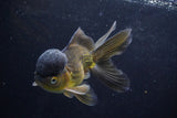 Thai Oranda  Bronze 5 Inch (ID#924To2b-88) Free2Day SHIPPING