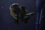 Short Body Thai Oranda  Black 4 Inch (ID#1004To14a-44) Free2Day SHIPPING Please see notes