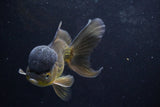 Thai Oranda  Bronze 5 Inch (ID#924To2b-88) Free2Day SHIPPING