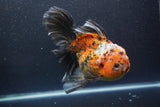 Giant Thai Oranda   Calico 7.5 Inch (ID#1008To10a-108)