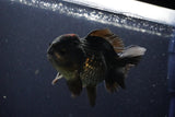 Short Body Thai Oranda  Black 4 Inch (ID#1004To14a-44) Free2Day SHIPPING Please see notes